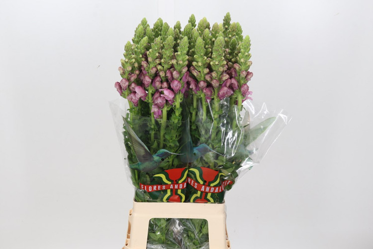 Antirrhinum Potomac Appleblossom