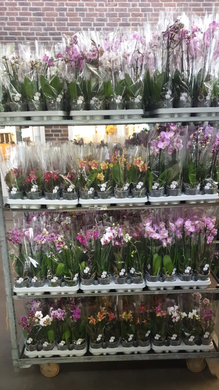 Phal A2 2-tak Sion Multi Mix 9/40