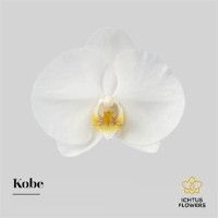 Paeonia Duchesse De Nemours