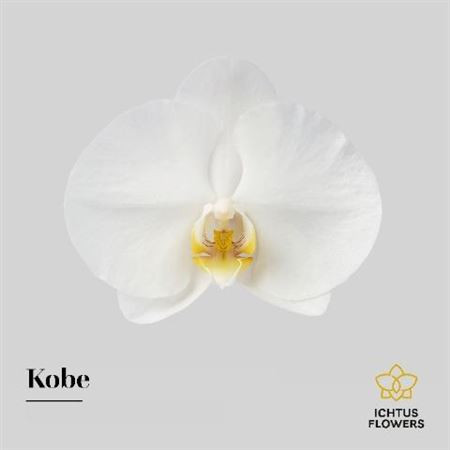 Paeonia Duchesse De Nemours