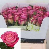 Rose Melina 50 sm - Rose Melina 50 sm