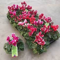 Cyclamen Super Micro 6/8