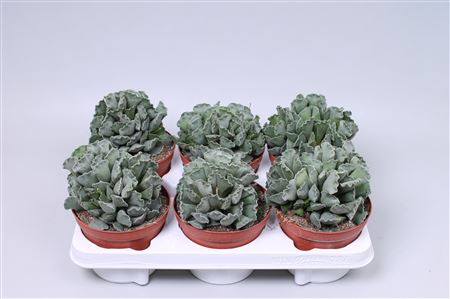 Adromischus Cristatus 505/8