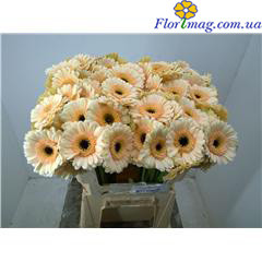Gerbera Pre-semmy X25 Holland