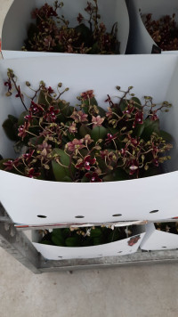 Phal 1-tak Mimesis Multi Mix 7/32
