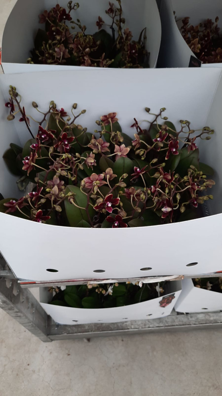 Phal 1-tak Mimesis Multi Mix 7/32
