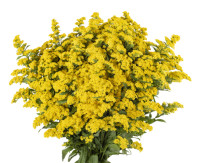 Solidago Golden Glory Extra 70 sm