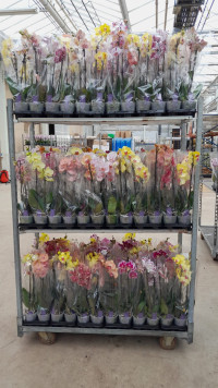 Phal 2-tak VG Kort Mix 12/50