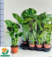 Monstera Deliciosa 14/55