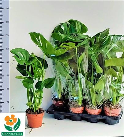 Monstera Deliciosa 14/55