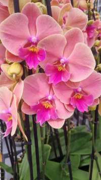 Phal 2-tak Red Biglip 12/60