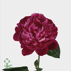 Paeo L Red Bernhardt