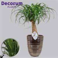 Beaucarnea Recht 14 Cm In Orlando Brons (decorum)
