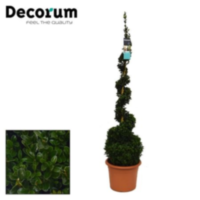 Buxus Spiraal 100-110 Cm 35/tc17