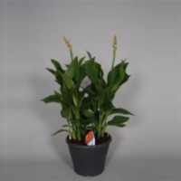 Canna Island 30cm Met Bloem