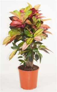 Codiaeum Mrs Iceton Vertakt