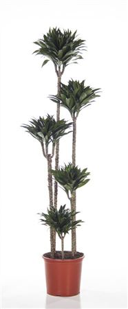Dracaena Compacta 150/120/90/60/30
