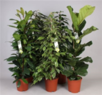 Ficus Forever Mix 5 Srt (grower)