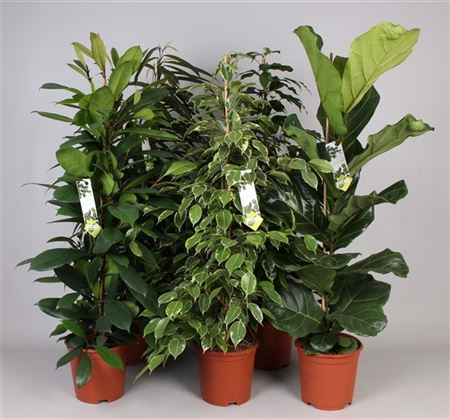 Ficus Forever Mix 5 Srt (grower)