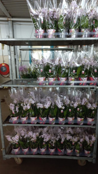Phal 2/3-tak A2 Roze 12/65