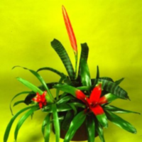 Guzmania Rood Ceramiek