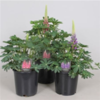 Lupinus Gemengd