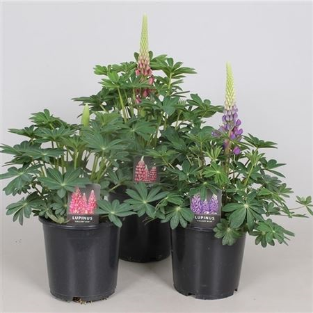 Lupinus Gemengd