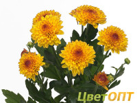 Chr T Lollipop Yellow X5
