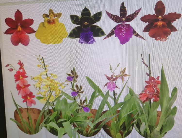 Orchideeen Mix A2 1-tak 12/40