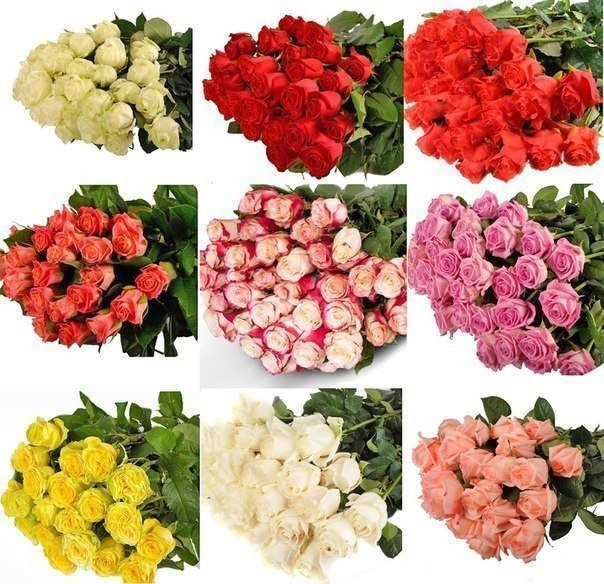 Mix color 60 sm Ecuador X25