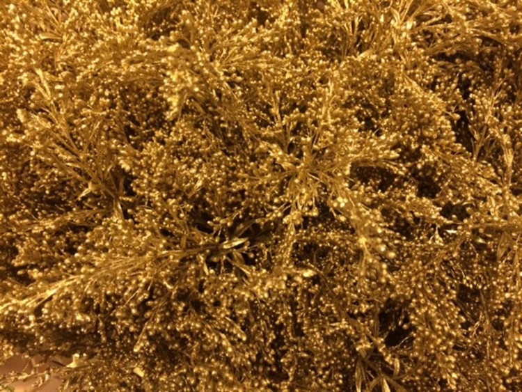 Solidago Gold 80 sm