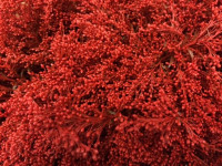 Solidago Red 80 sm