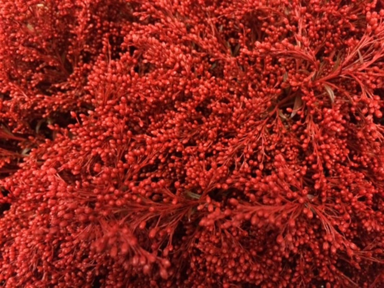 Solidago Red 80 sm