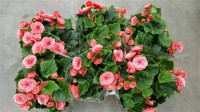 Begonia Du Borias 13/30