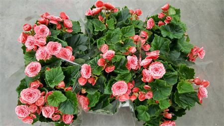 Begonia Du Borias 13/30