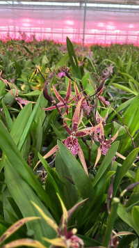 Brassia Pink 12/35