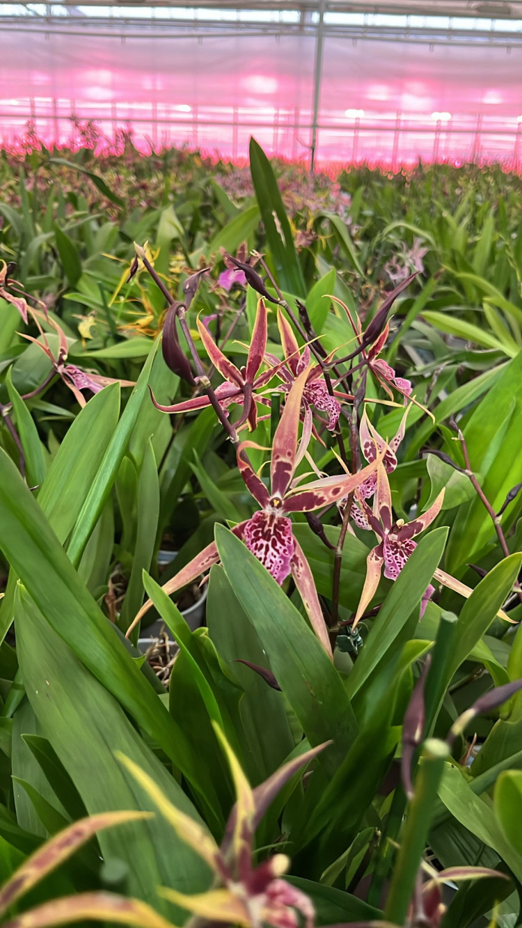 Brassia Pink 12/35