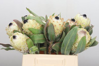 Protea Barb Snow Queen X5