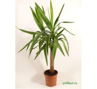 Yucca 3pp 31/170