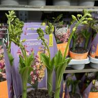 1/2-tak Calanthe Mix 12/35 - зображення_viber_2025-04-23_14-15-28-777