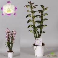1/2-tak Calanthe Mix 12/35 - B115821_0014923152_V_1