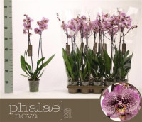 Phal 2 Andorra Authentic 12/65