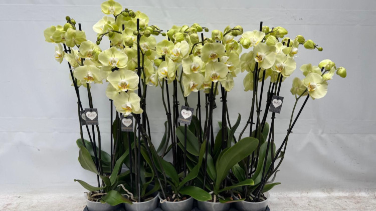 Phal 3-tak Yellow Golden Coin Levo 12/65