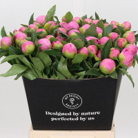 Paeonia Jules ElieX10 Holland