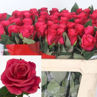 Rose Tacazzi 40 sm