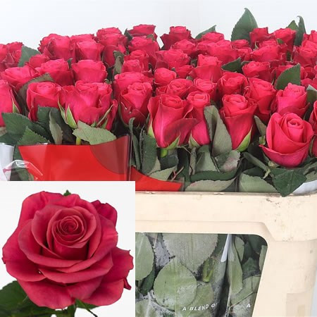 Rose Tacazzi 40 sm
