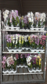 Phal A2 1-tak Cascade Duijn-Hove  Mix 12/50