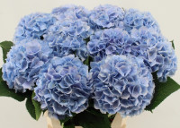 Hydr S Verena Blue 40 cm X5