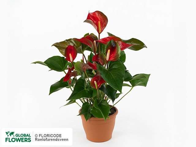 Anthurium Dynamite Red 17/60