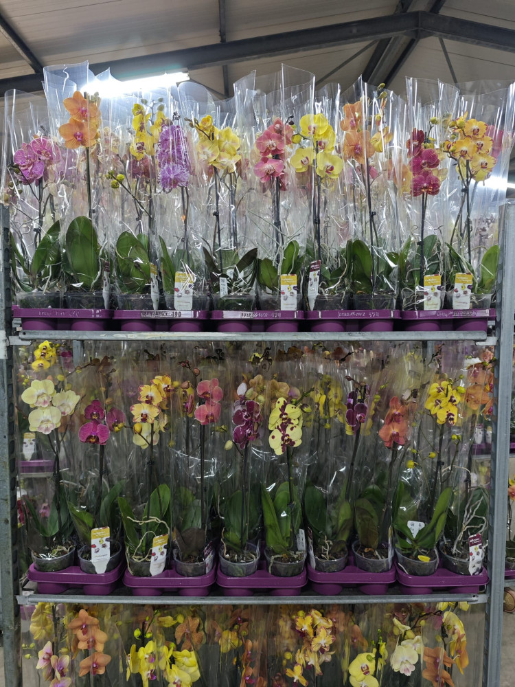 Phal 1-tak Phalaenova Herfst Mix 12/65